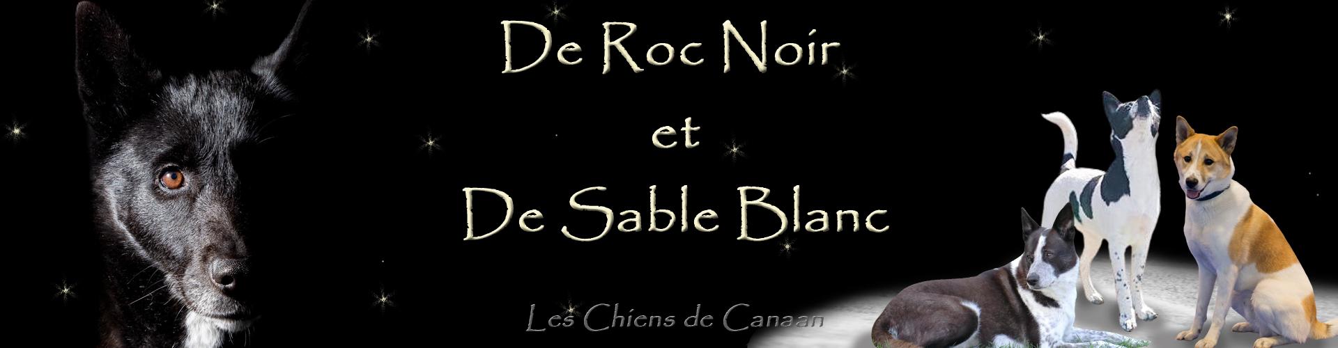 LES CHIENS DE CANAAN DE ROC NOIR ET DE SABLE BLANC